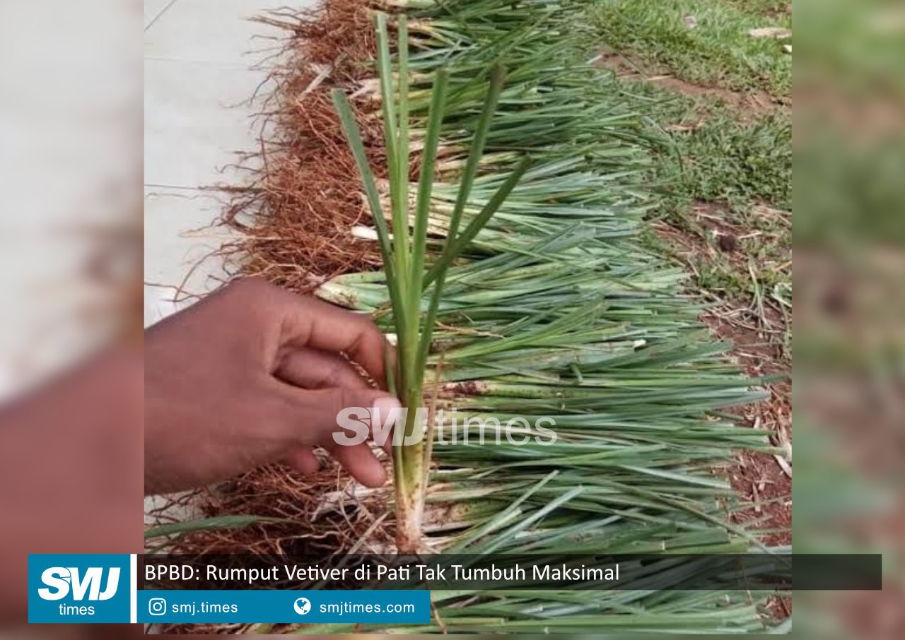 rumput vetiver