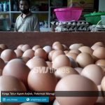 harga telur