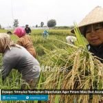 stimulus petani