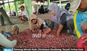 bawang merah