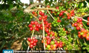 kopi organik