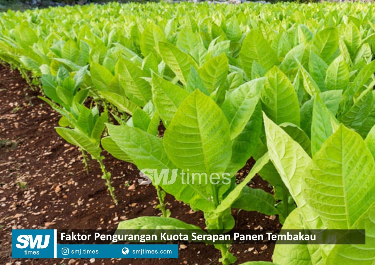 panen tembakau