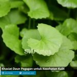 kesehatan kulit