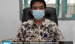 produksi gula