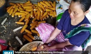 panen jagung
