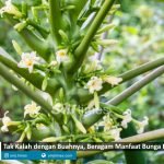 manfaat bunga pepaya