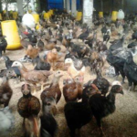Dinas Lingkungan Hidup Dilema Tanggapi Aduan Bau Kandang Ayam