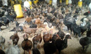 Dinas Lingkungan Hidup Dilema Tanggapi Aduan Bau Kandang Ayam