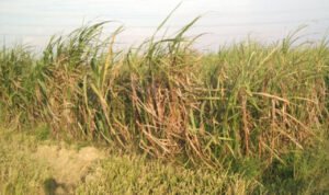 Lahan Tebu di Pati Terus Alami Penurunan