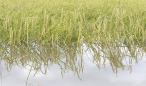 Meski Banjir Surut, Sawah di Banjarsari Masih Terendam Air