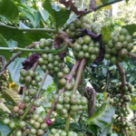 Sempat Terpuruk, Kini Harga Kopi Pati Melejit