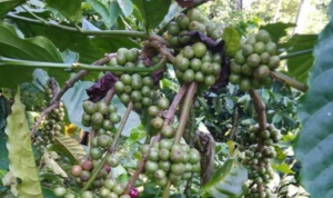 Sempat Terpuruk, Kini Harga Kopi Pati Melejit