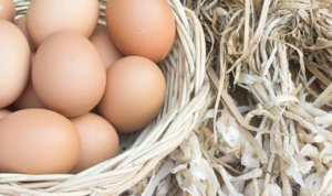 Harga Telur di Pati Naik, Dispertan Ungkap Penyebabnya