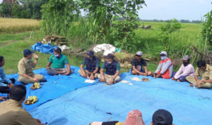 Keuntungan Panen Dua Kali Lipat Tanpa Pupuk Urea