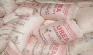 Kelangkaan Pupuk Masih Menjadi Persoalan bagi Warga Pati Selatan