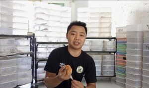 Gecko, Tokek Hias dengan Berbagai Warna yang Datangkan Untung Puluhan Juta