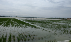 Dewan Minta Pemkab Ajak Petani Manfaatkan AUTP