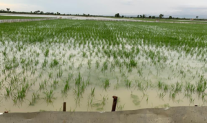 Bantuan untuk Petani, Asuransi Usaha Tani Padi