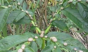 Harga Tanaman Porang di Pati Jadi Perhatian