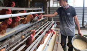 Dewan Pati Komentari Kenaikan Harga Daging Ayam