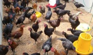 Dewan Pati Beri Tanggapan Naiknya Harga Daging Ayam