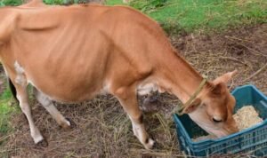 Marak Penyakit Mulut dan Kuku pada Sapi