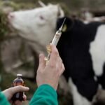 Bupati Haryanto Minta Penanganan PMK di Pati Maksimal