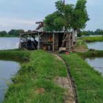 Bantuan Benih Nila bagi Petani Tambak Korban Rob Capai Rp 1,2 Miliar
