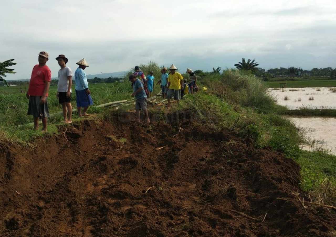 Merugi, Kolam Ikan Siap Panen di Margomulyo Pati Disapu Banjir Bandang