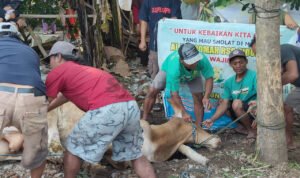 Warga RSS Sidokerto Pati Rayakan Idul Adha dengan Sembelih 5 Sapi