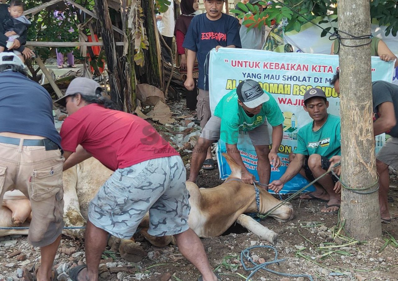 Warga RSS Sidokerto Pati Rayakan Idul Adha dengan Sembelih 5 Sapi