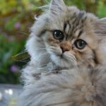Foto: Kucing Persia - Jenis-Jenis Kucing Persia/ pixabay