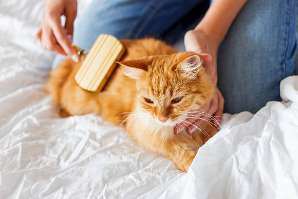 Foto: ilustrasi - Tips Merawat Kucing agar Tetap Sehat dan Lincah/ iStock
