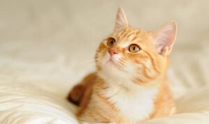 kucing