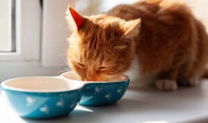 makanan kucing