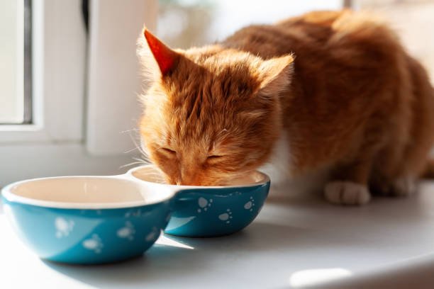 makanan kucing
