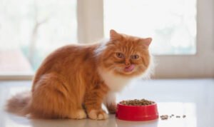 tips membeli makanan kucing