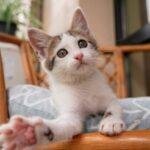kucing bahagia