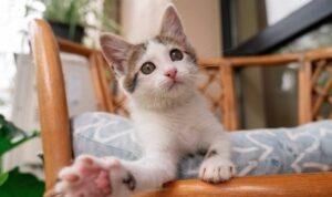 kucing bahagia