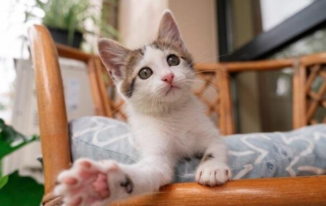 kucing bahagia