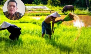 Foto: Ilustrasi petani (Sumber: istock)