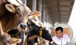 Foto: Ilustrasi peternakan (Sumber: istock)