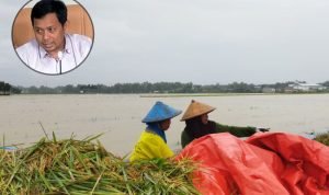 Foto: Ilustrasi lahan pertanian terdampak banjir (Sumber: istimewa)