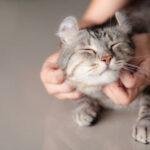 memelihara kucing