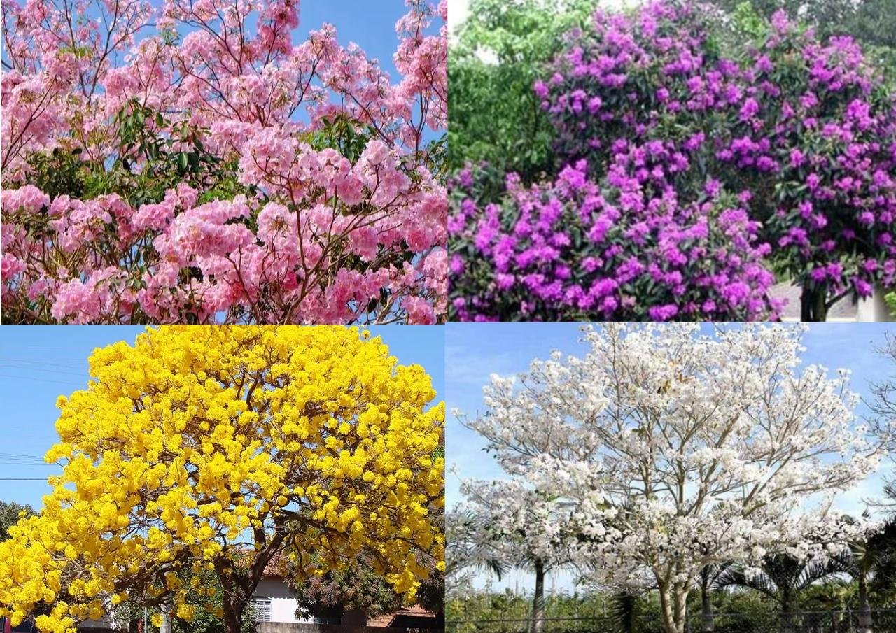 bunga tabebuya