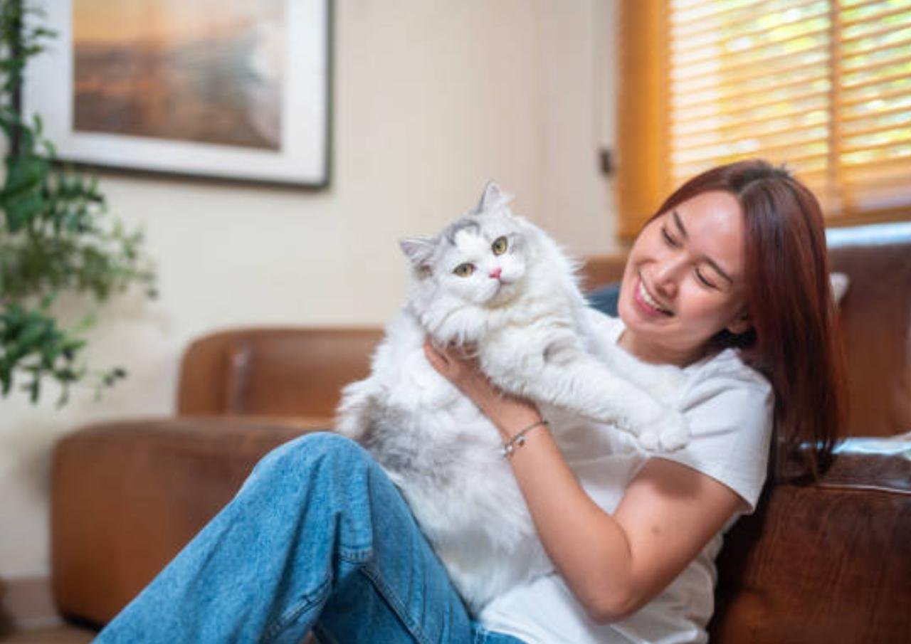 kucing