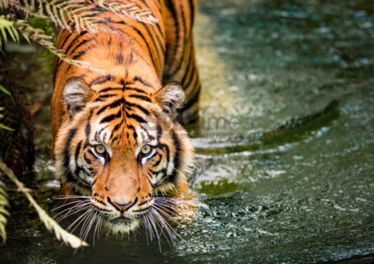 Foto: Singa sebagai hewan predator (sumber: istock)