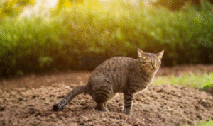 Foto: Mengenal Kucing Lebih Dekat (sumber: istock)