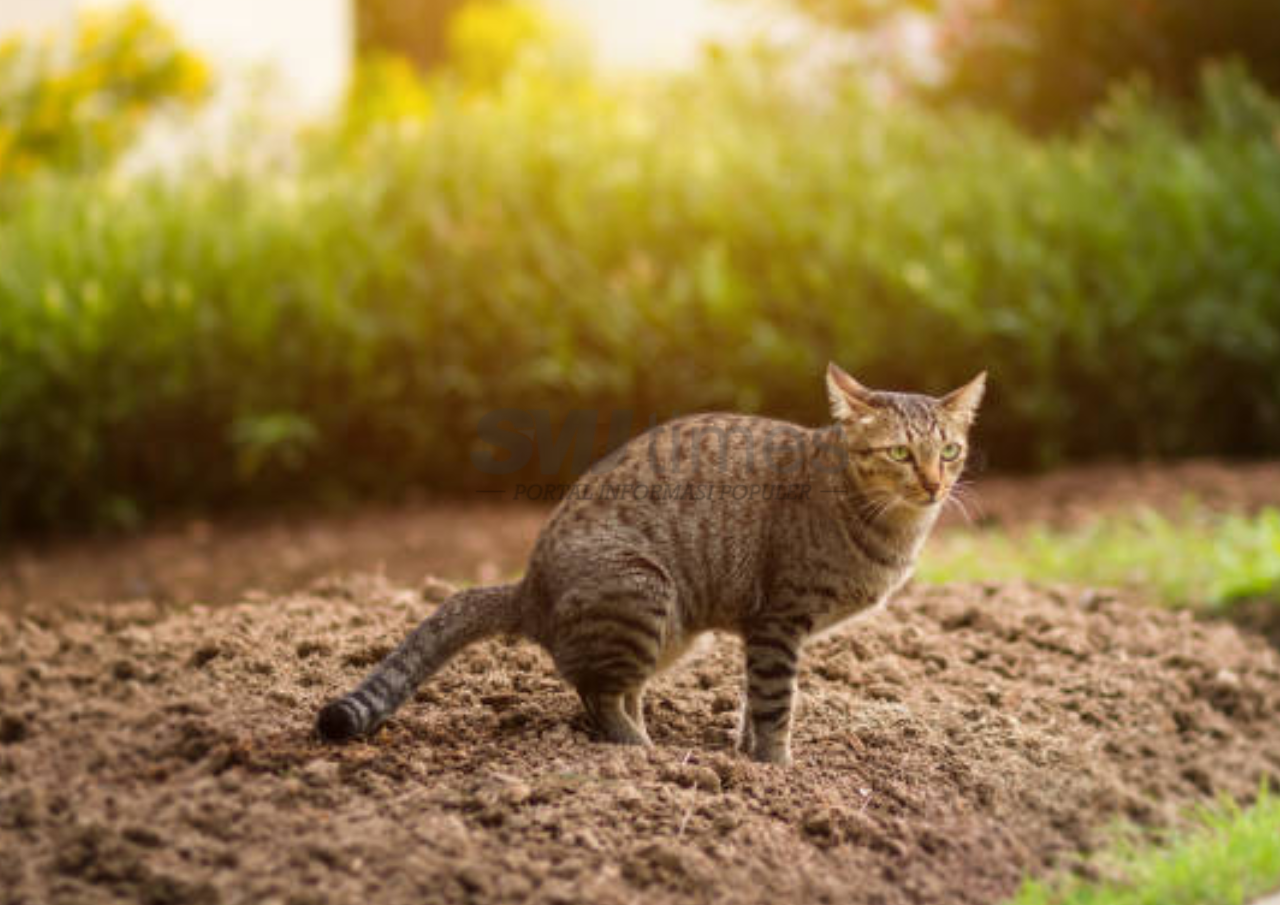 Foto: Mengenal Kucing Lebih Dekat (sumber: istock)