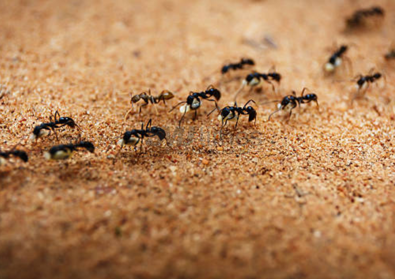 Foto: Fakta Menarik tentang Semut (sumber: istock)
